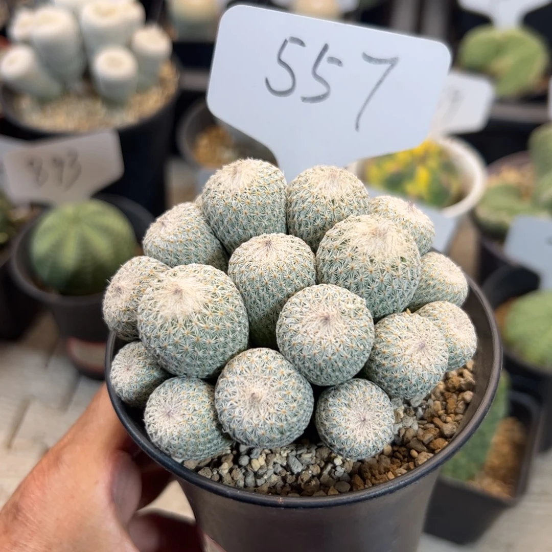 月世界群生 557。