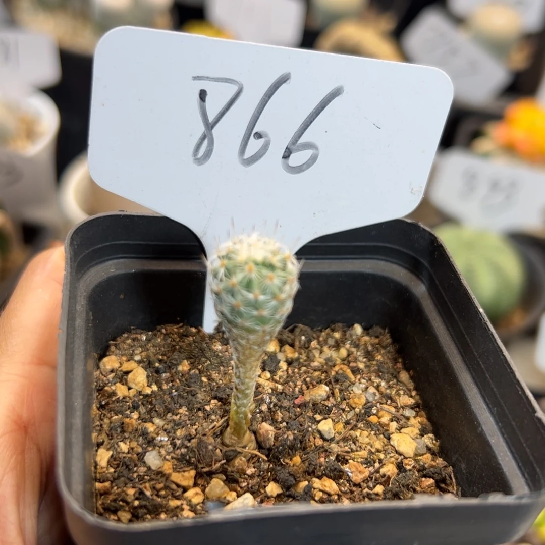 866 实生美针玉。