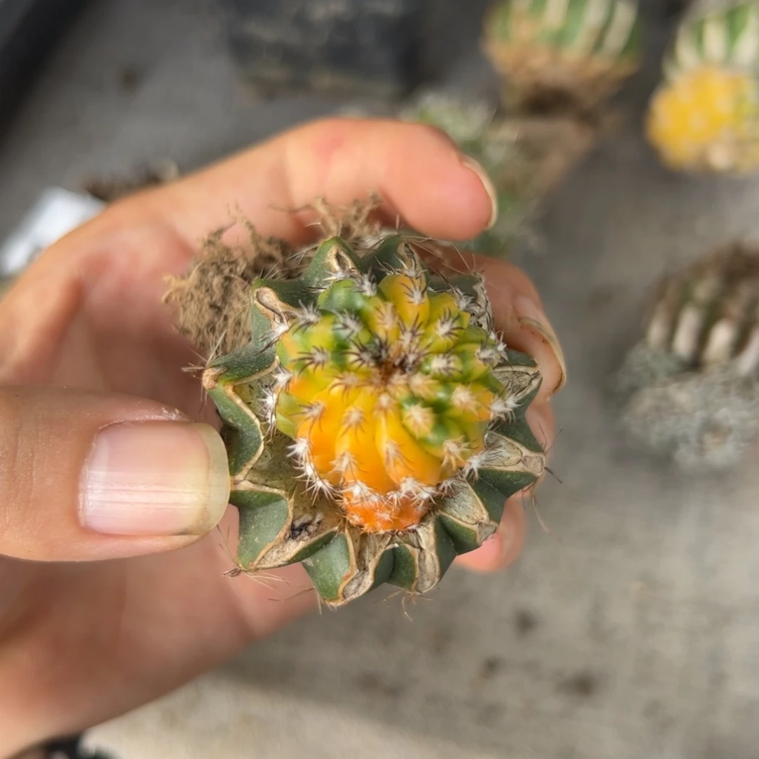 E372奇特球锦嫁接一颗