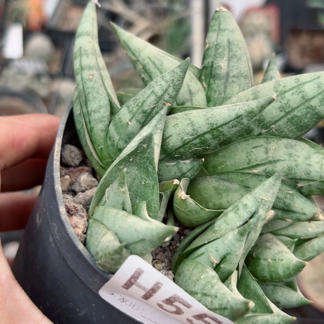 H553一盆姬佛手一款