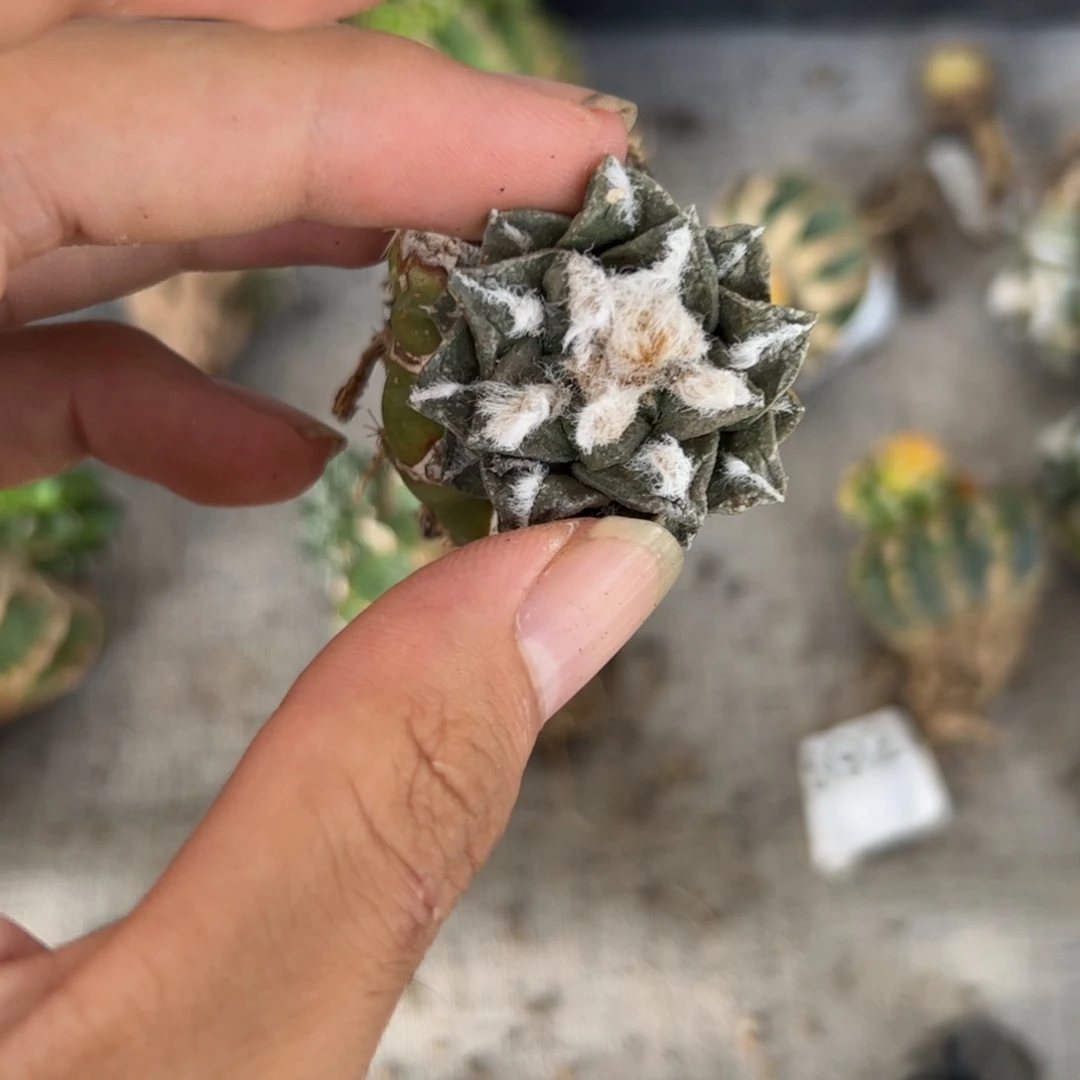 E442嫁接牡丹一颗
