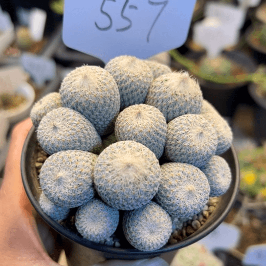 557 群生月世界