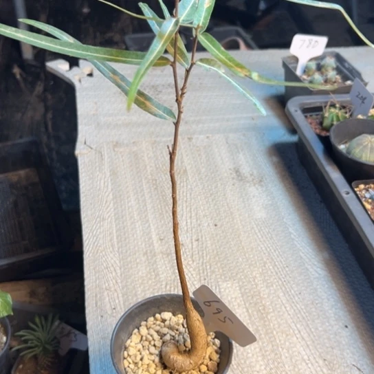 695 昆士兰酒瓶树