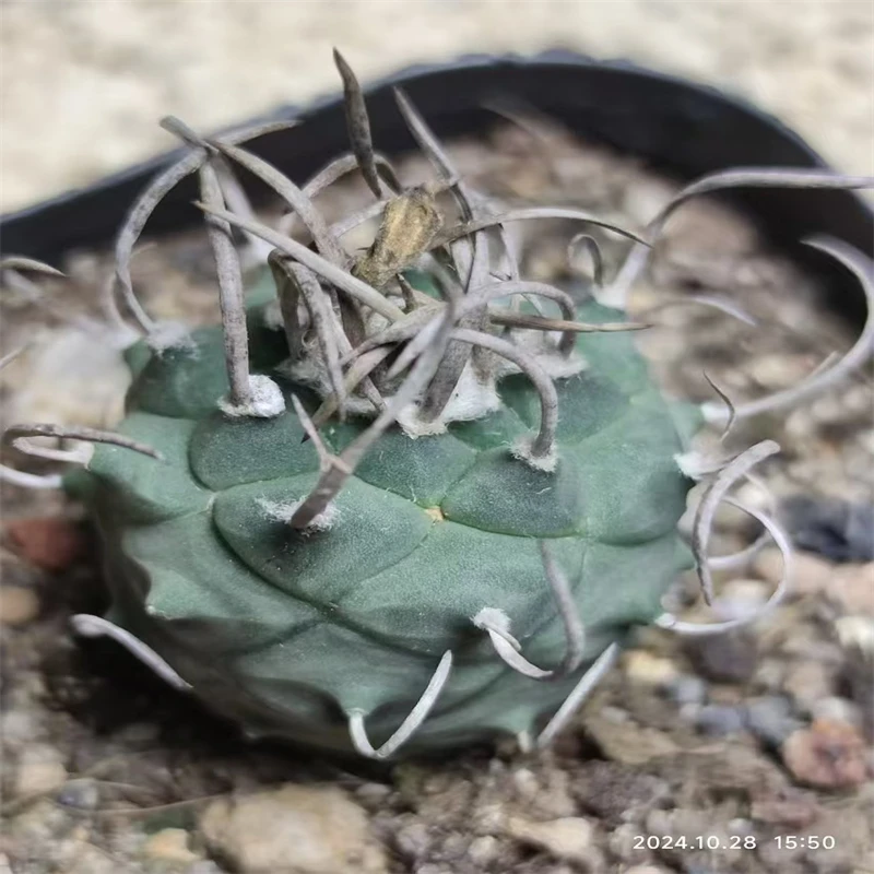 831萌球多肉植物园  升龙丸 实生  娇丽玉仙人球一物一拍