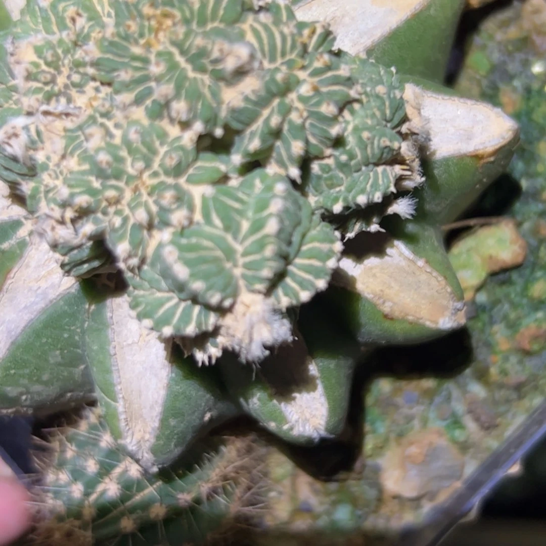 嫁接老花龙缀化群生