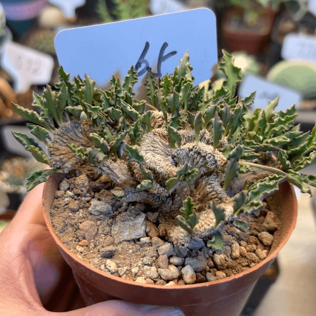 65 皱叶麒麟缀化