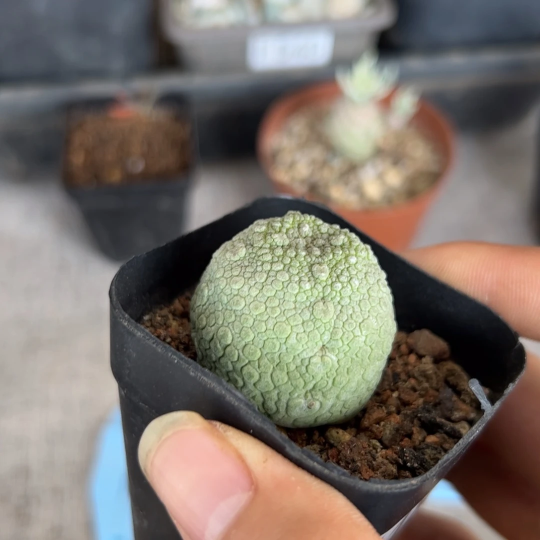 F185实生凝蹄玉一颗