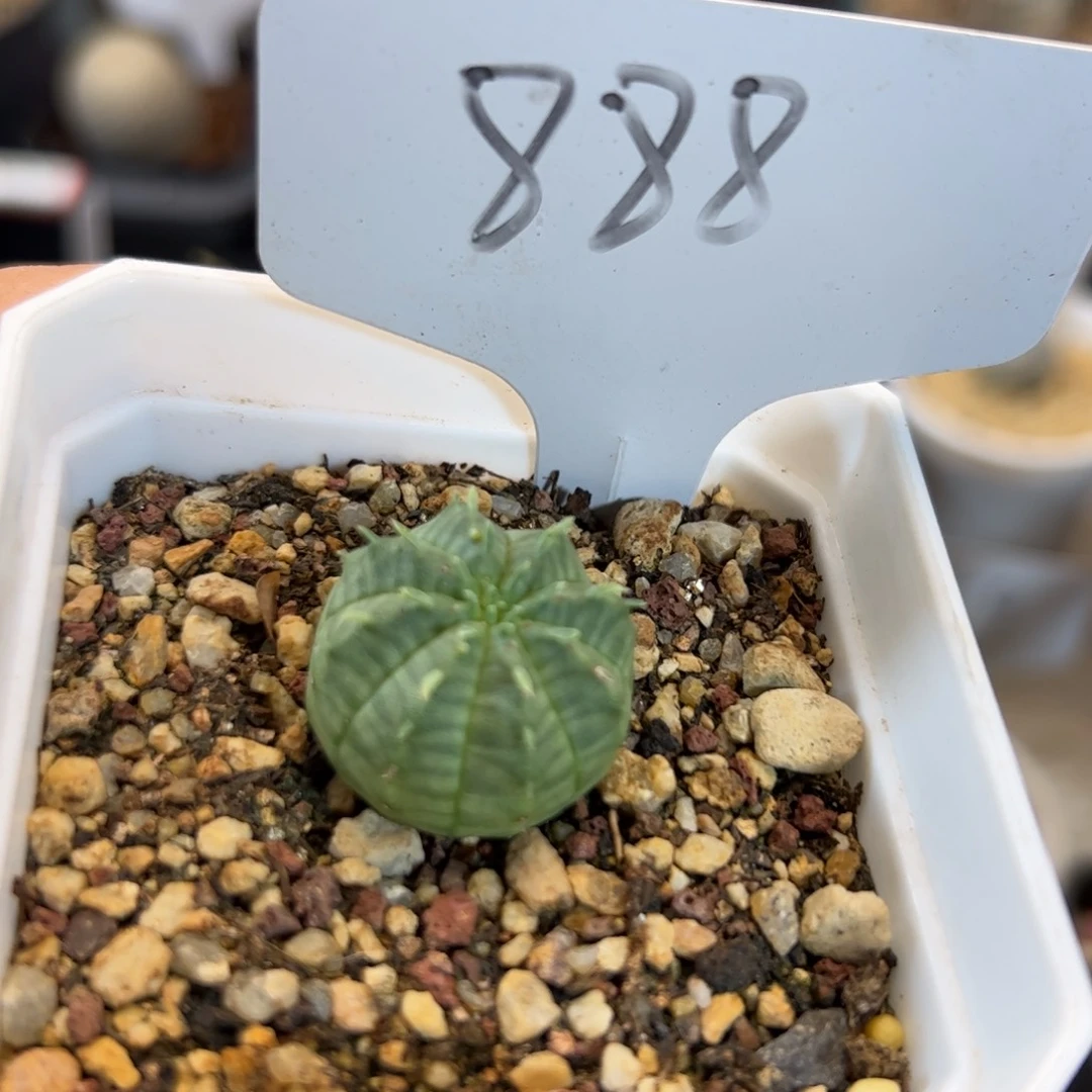 888 实生法利达2.3厘米。