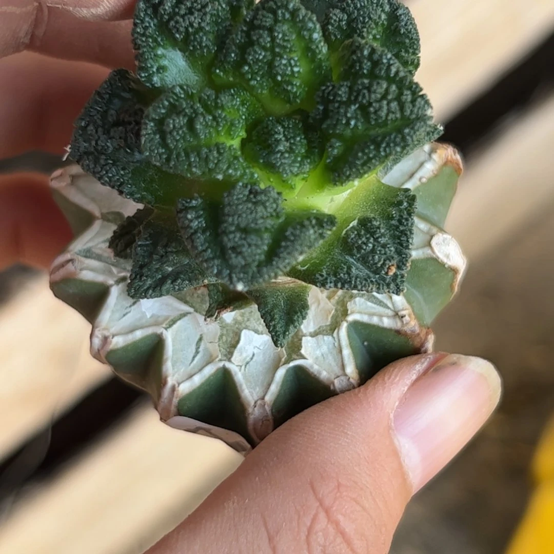 H322嫁接欣炖牡丹一颗