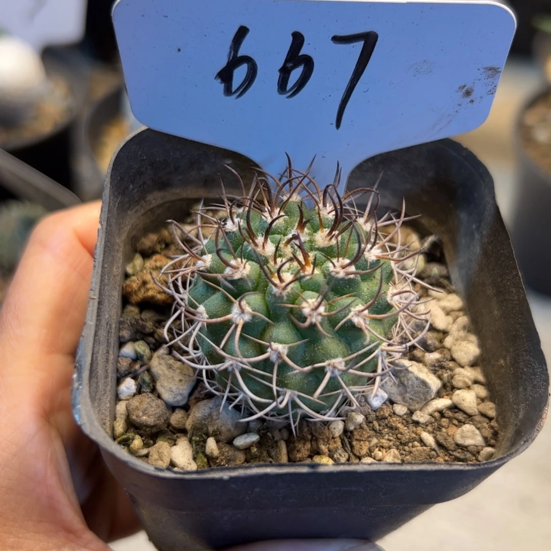 667 实生逆豹丸。