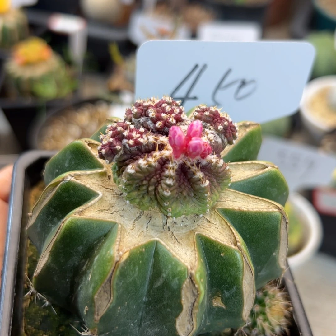 450 嫁接老花龙。