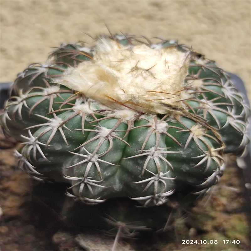 720萌球多肉园  圆盘玉X奇特球嫁接  仙人球一物一拍