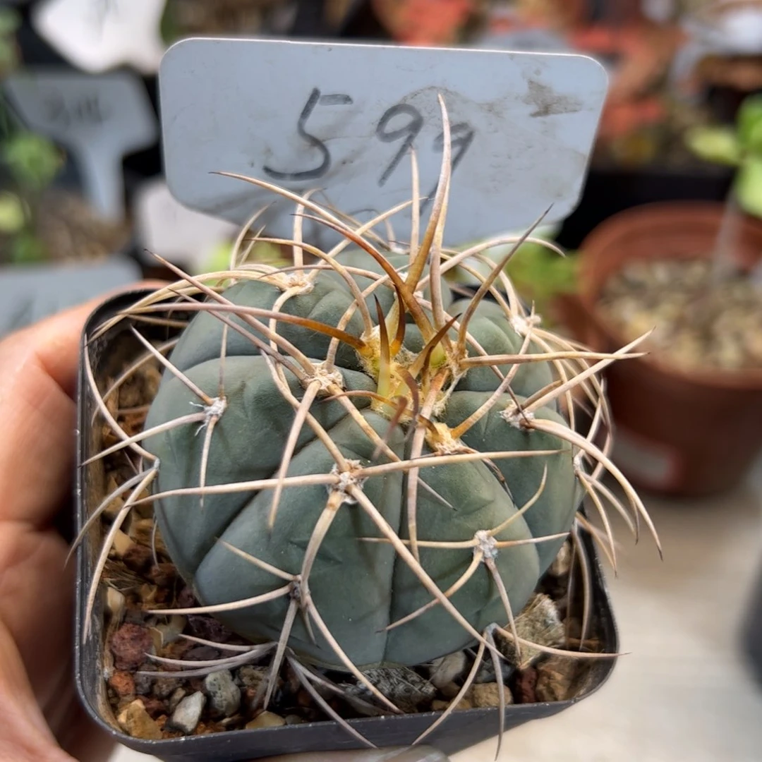 599 狂刺光淋玉。