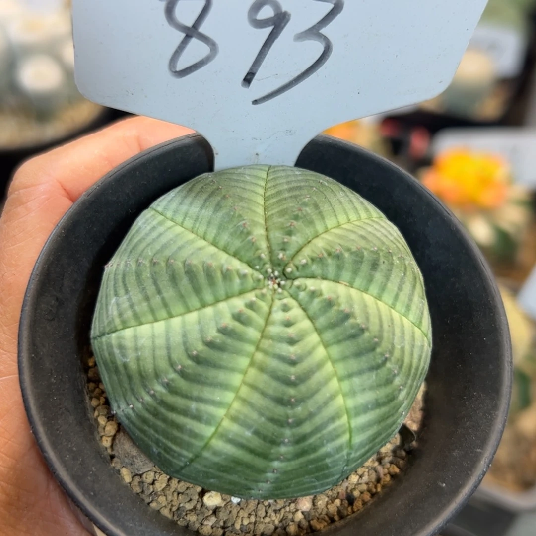 893 白肌神玉布纹球实生