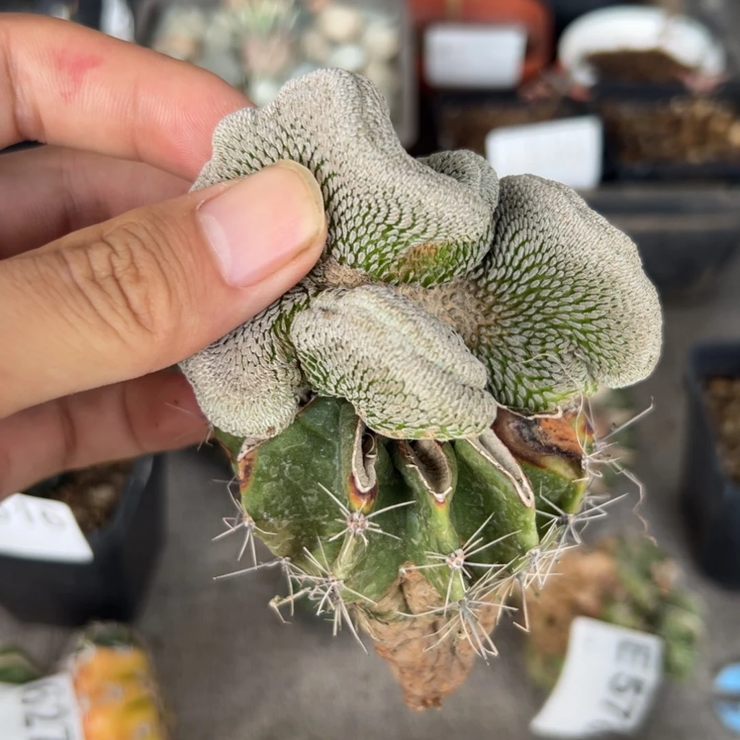 E469嫁接精巧丸缀化一颗