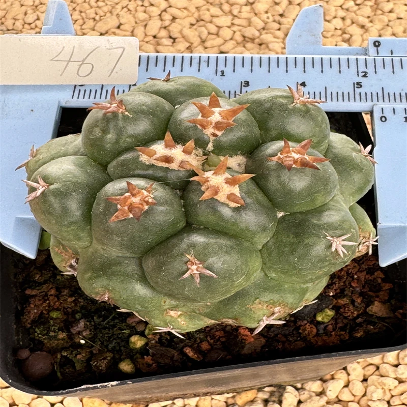 萌球多肉植物 短豪刺象牙 自根 一物一拍 上盆可爱阳台仙人球盆栽