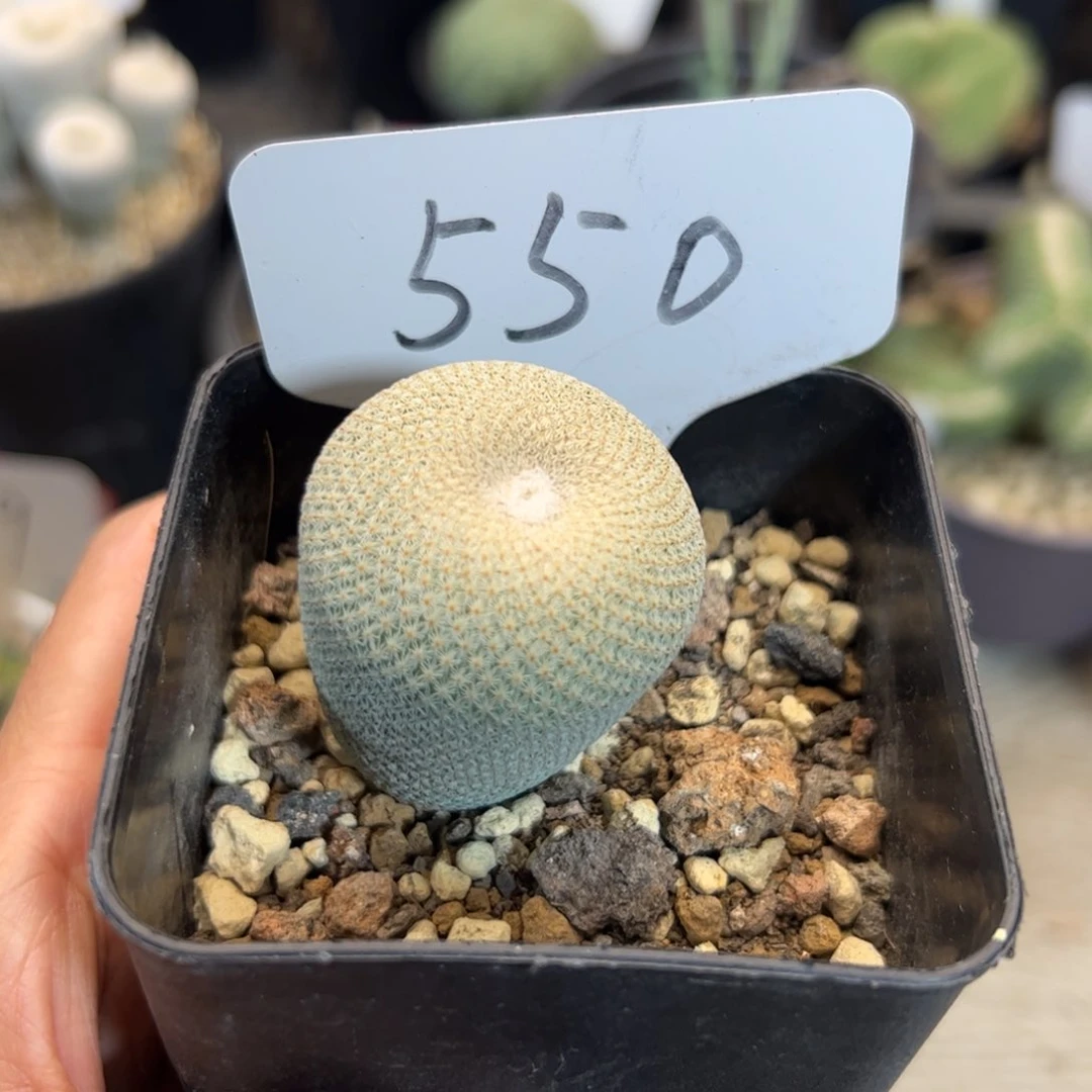 550 实生小人帽。