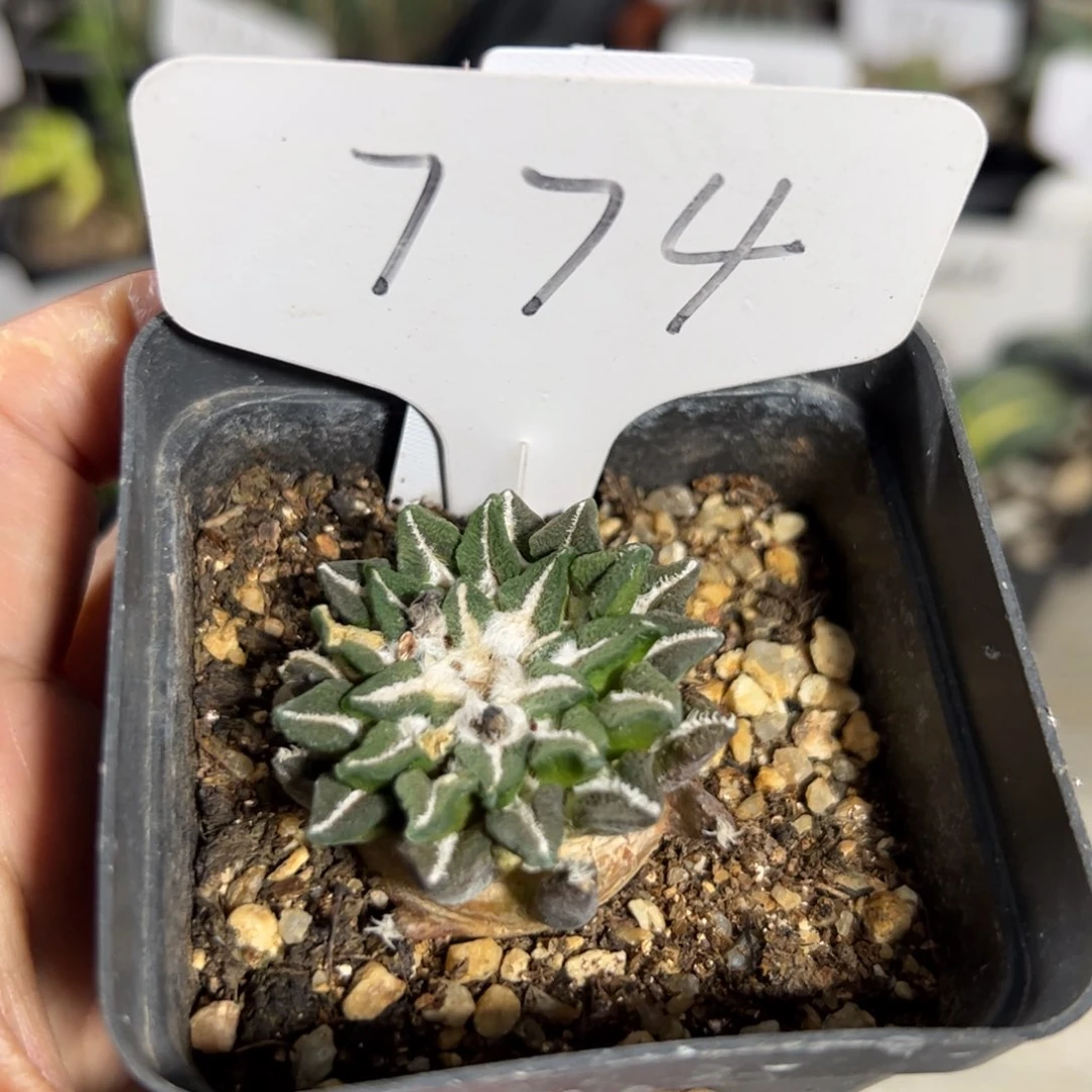 774 自根黑牡丹。