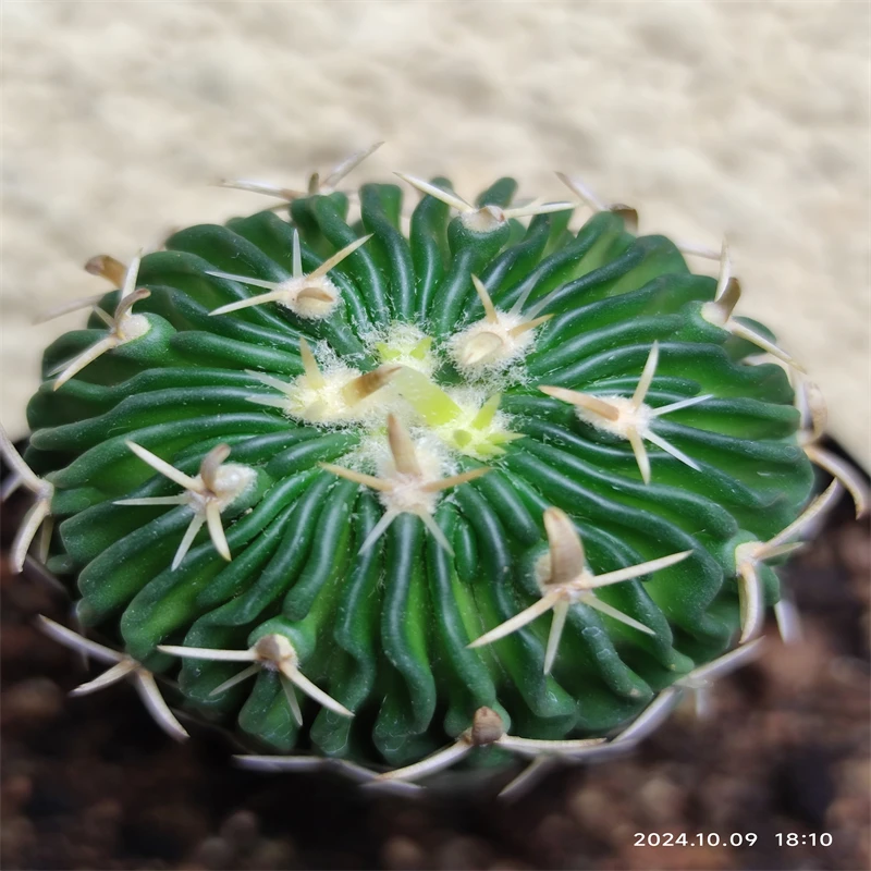 740萌球多肉植物园  短刺太刀岚 实生 仙人球一物一拍