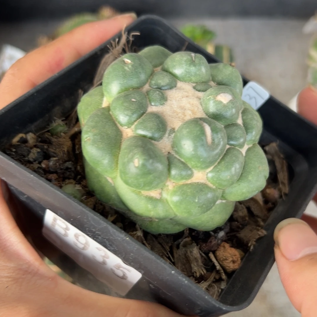 B935自根无刺象牙一颗