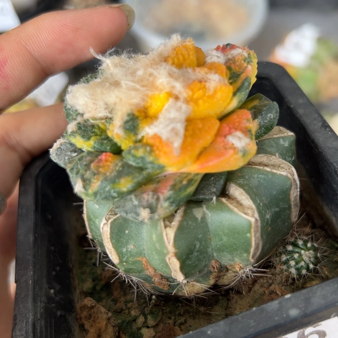 F266嫁接牡丹锦一颗大颗