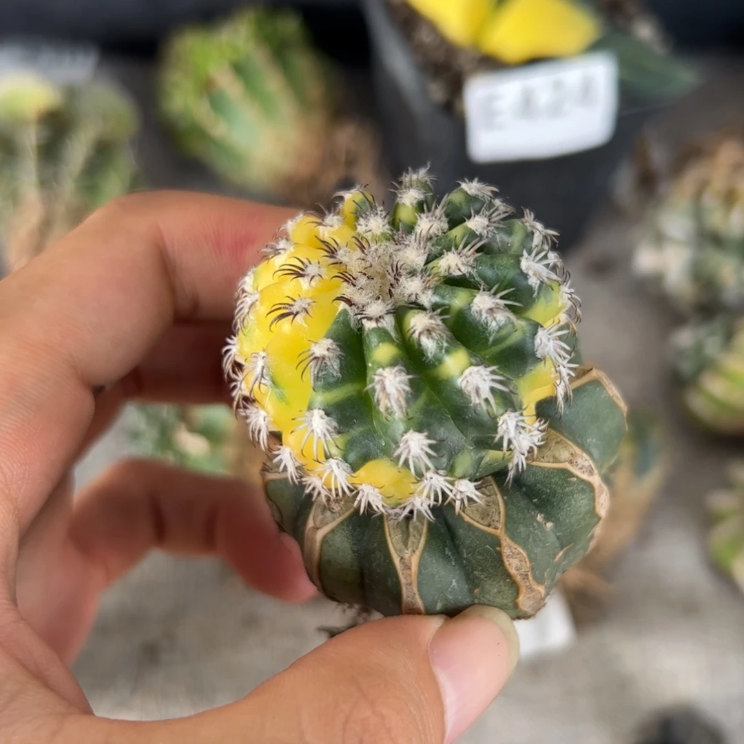 E443嫁接奇特球锦一颗