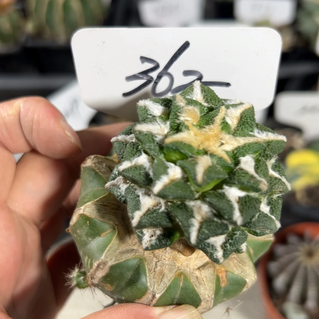 362 苗接象足黑牡丹宽尤
