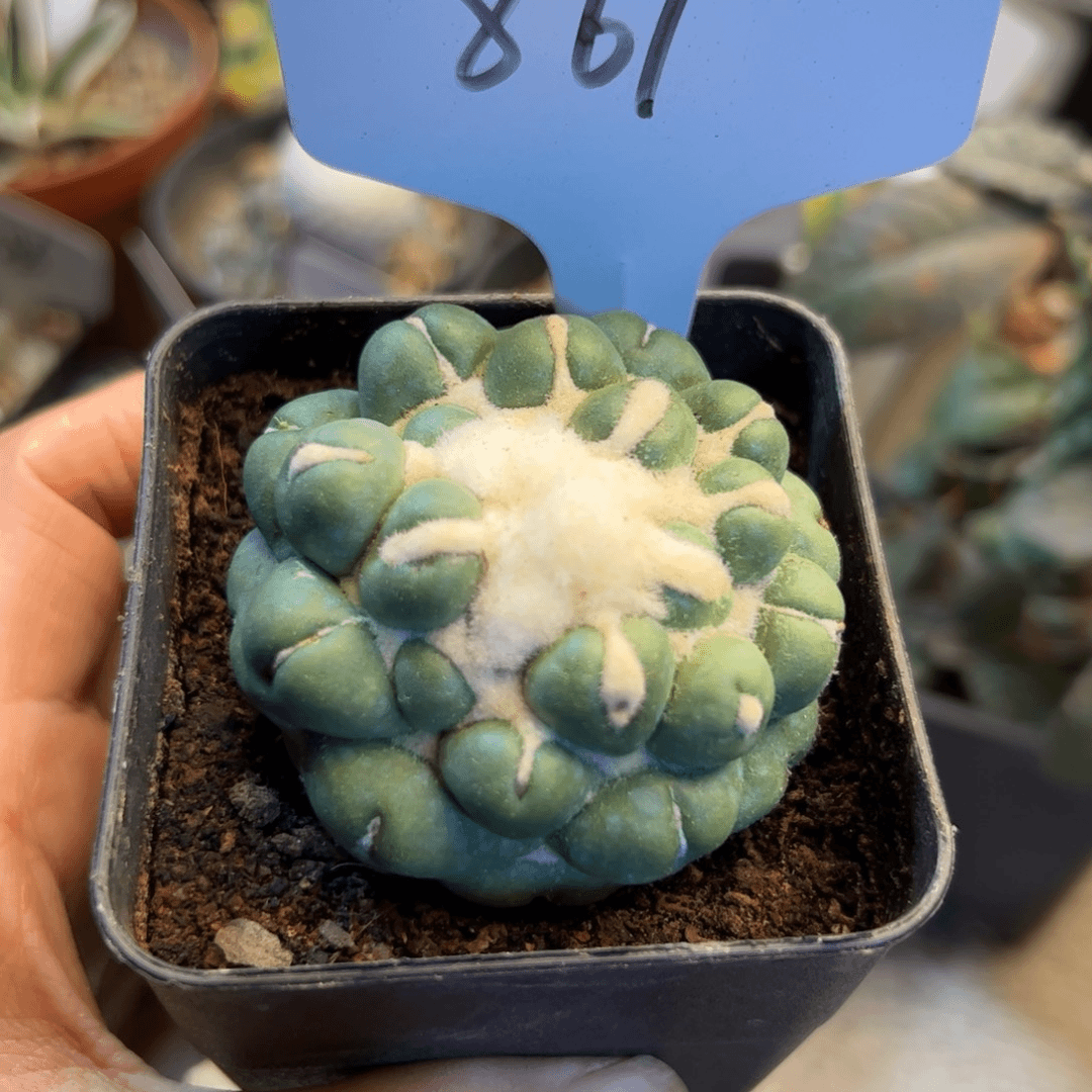 861 自根蜘蛛之眼无根发根中