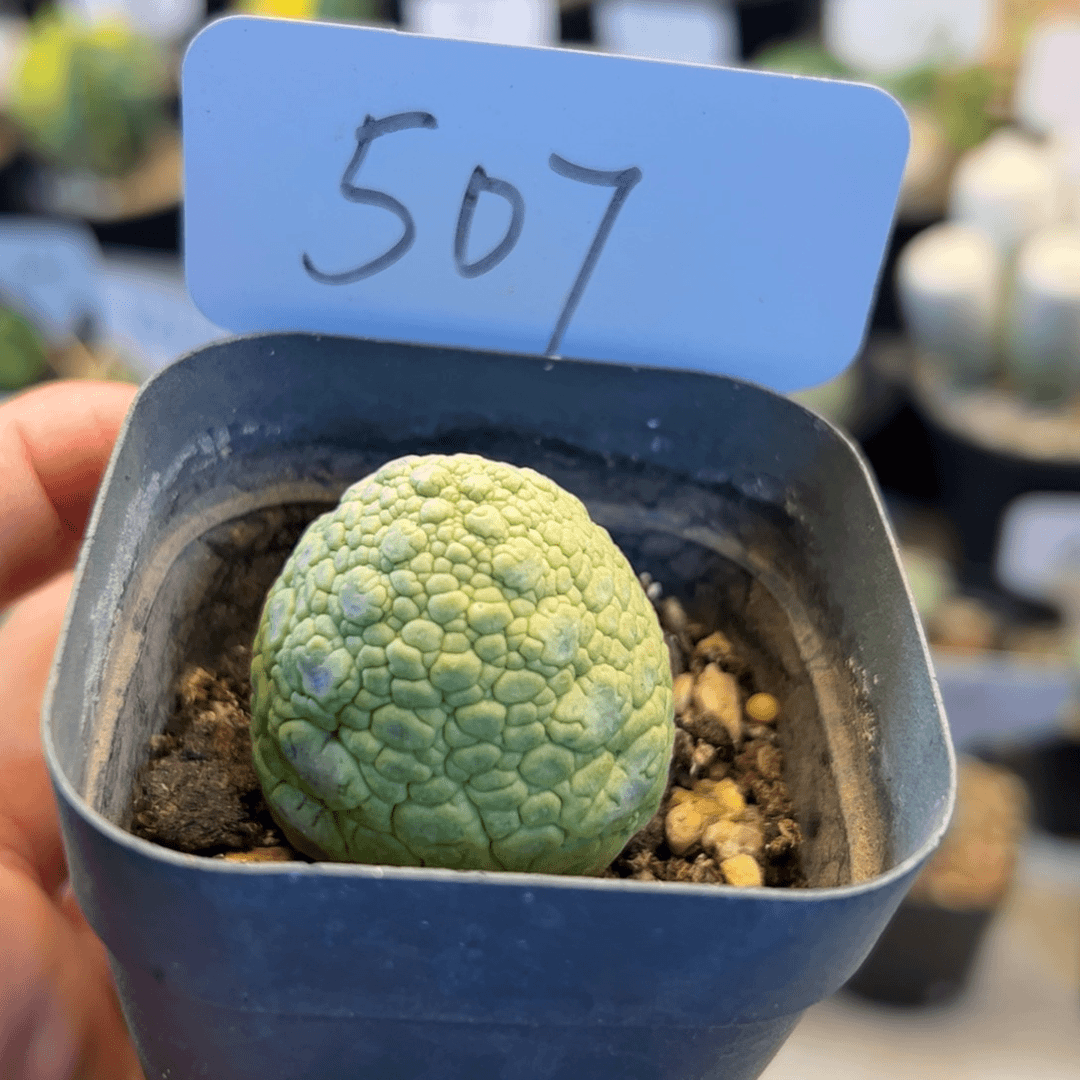 507 实生凝蹄玉3.5厘米