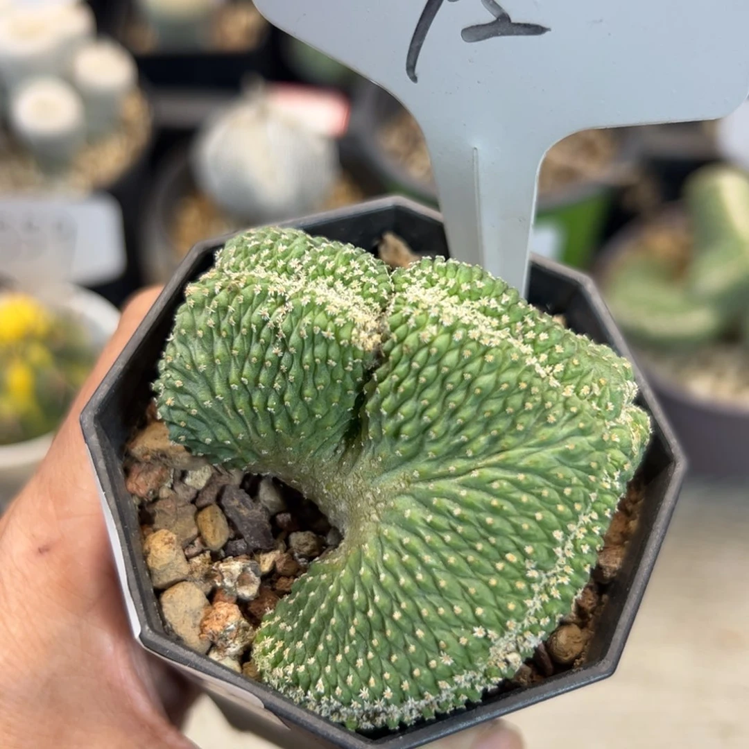 92 实生菊水缀化。