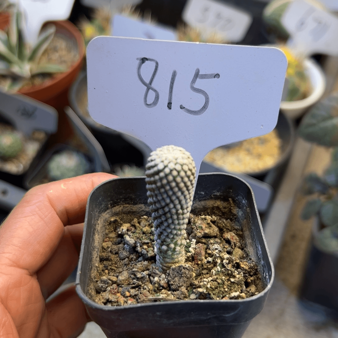 815 实生银牡丹。