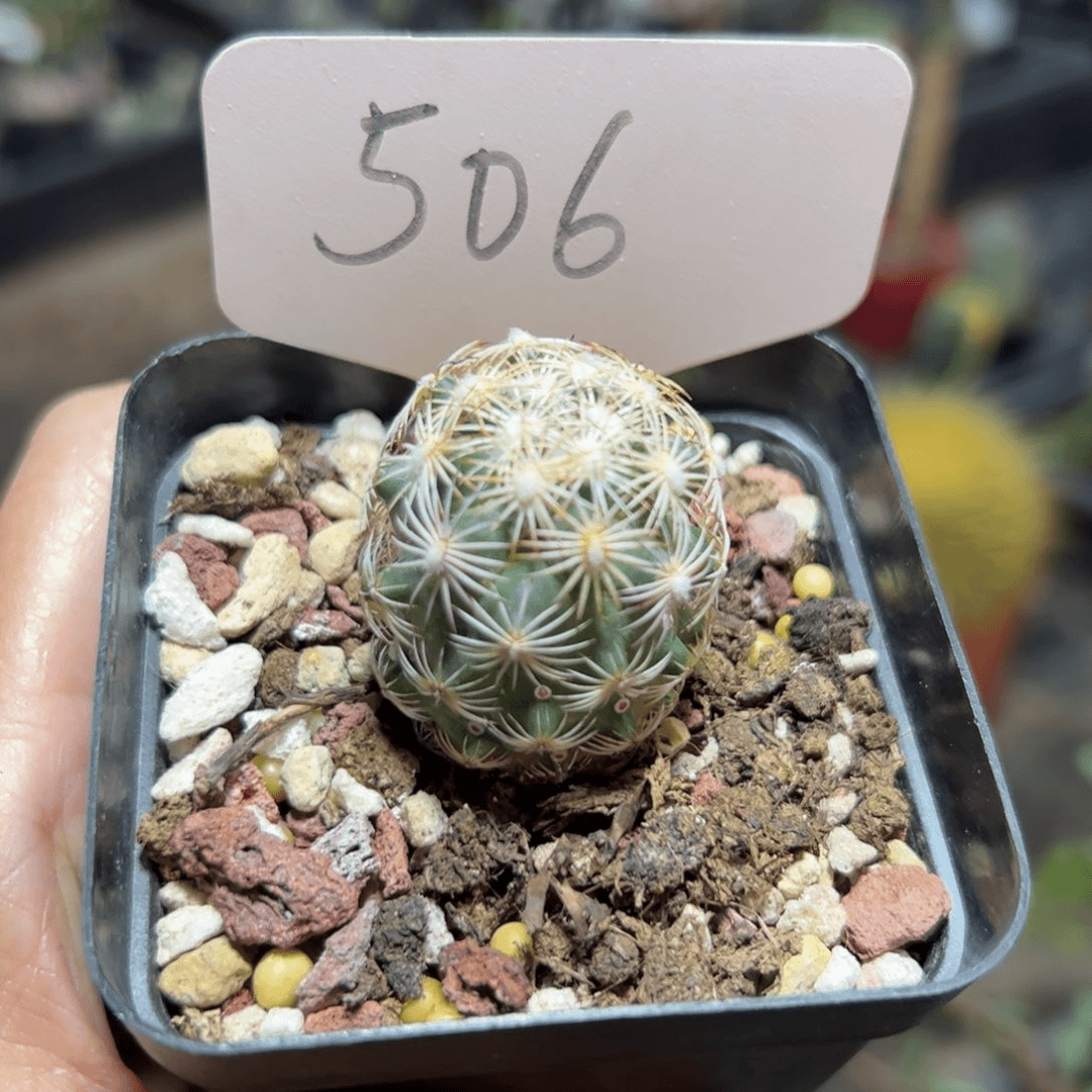 506 实生针鼠丸。