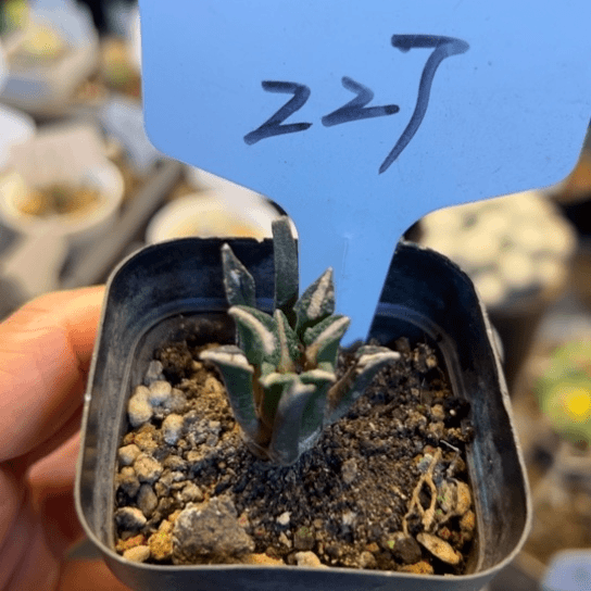 227 实生黑牡丹