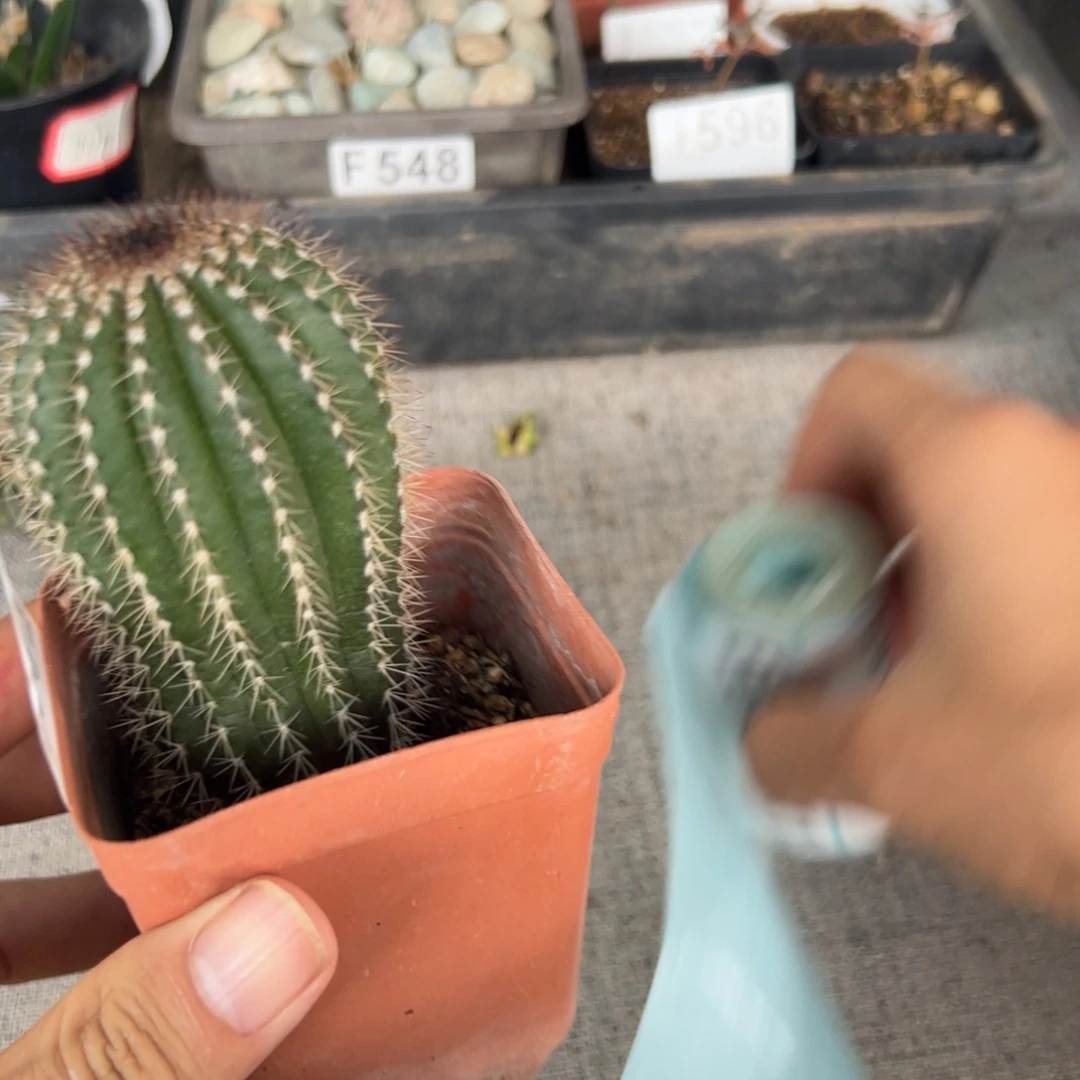 E609大颗尤波球一颗