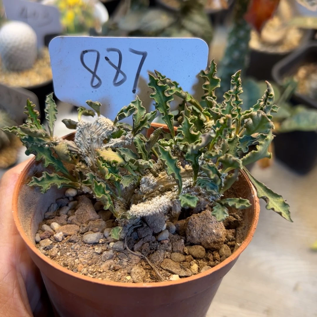 887 皱叶麒麟缀化。