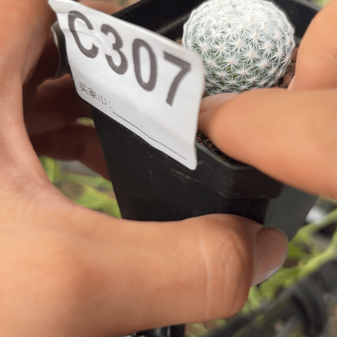 C307春星一刻实生小颗
