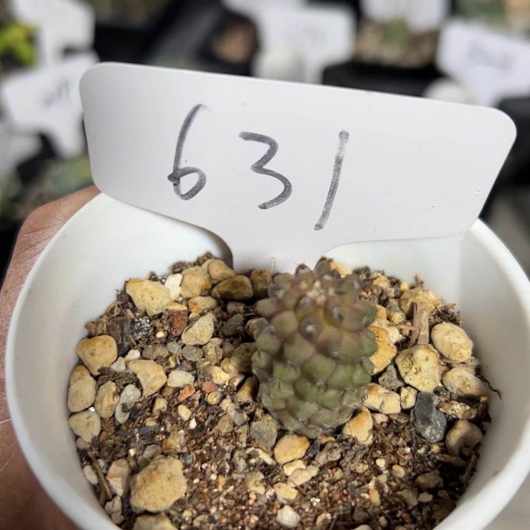 631 实生籽播黑王。