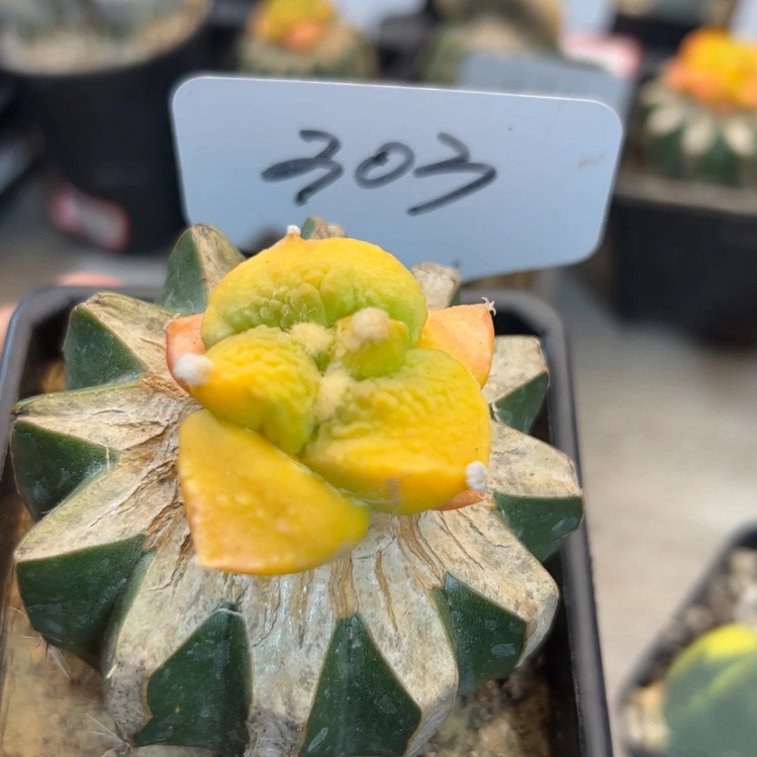 303 嫁接牡丹锦怒涛
