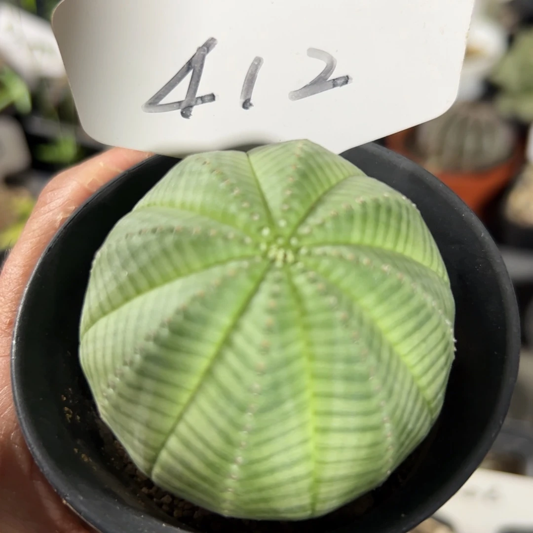 412 白肌神玉布纹球实生