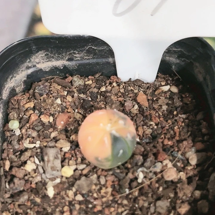 67 实生兜锦 仙人球