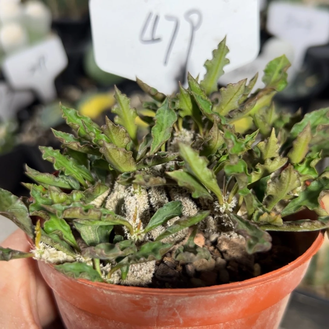 479 皱叶麒麟缀化