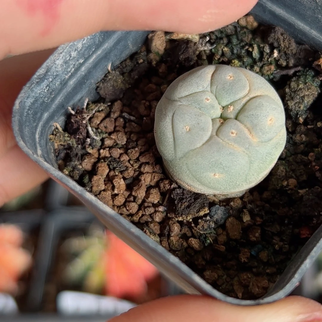 G619实生小鱼一颗