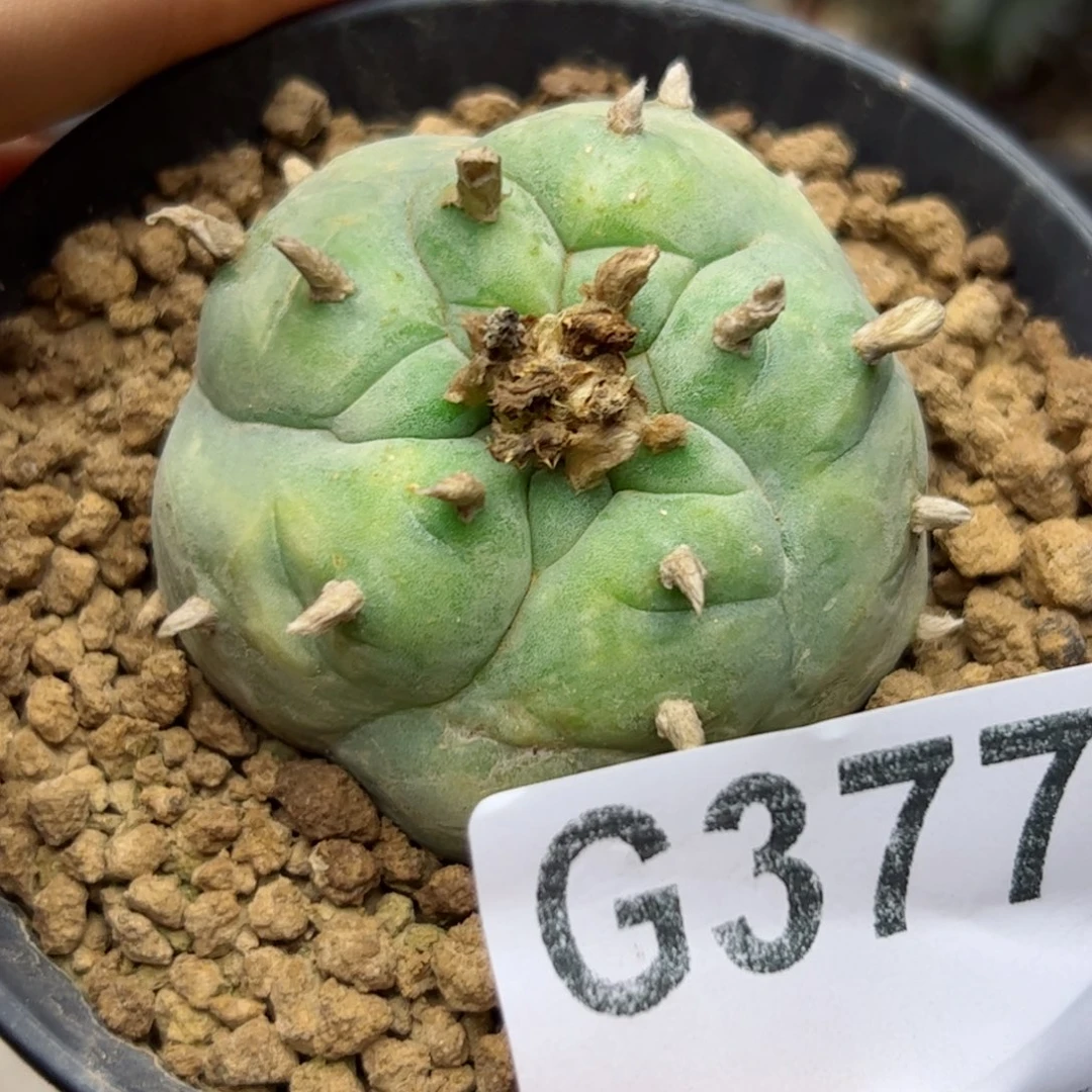 L****7G377自根黄体鱼一颗