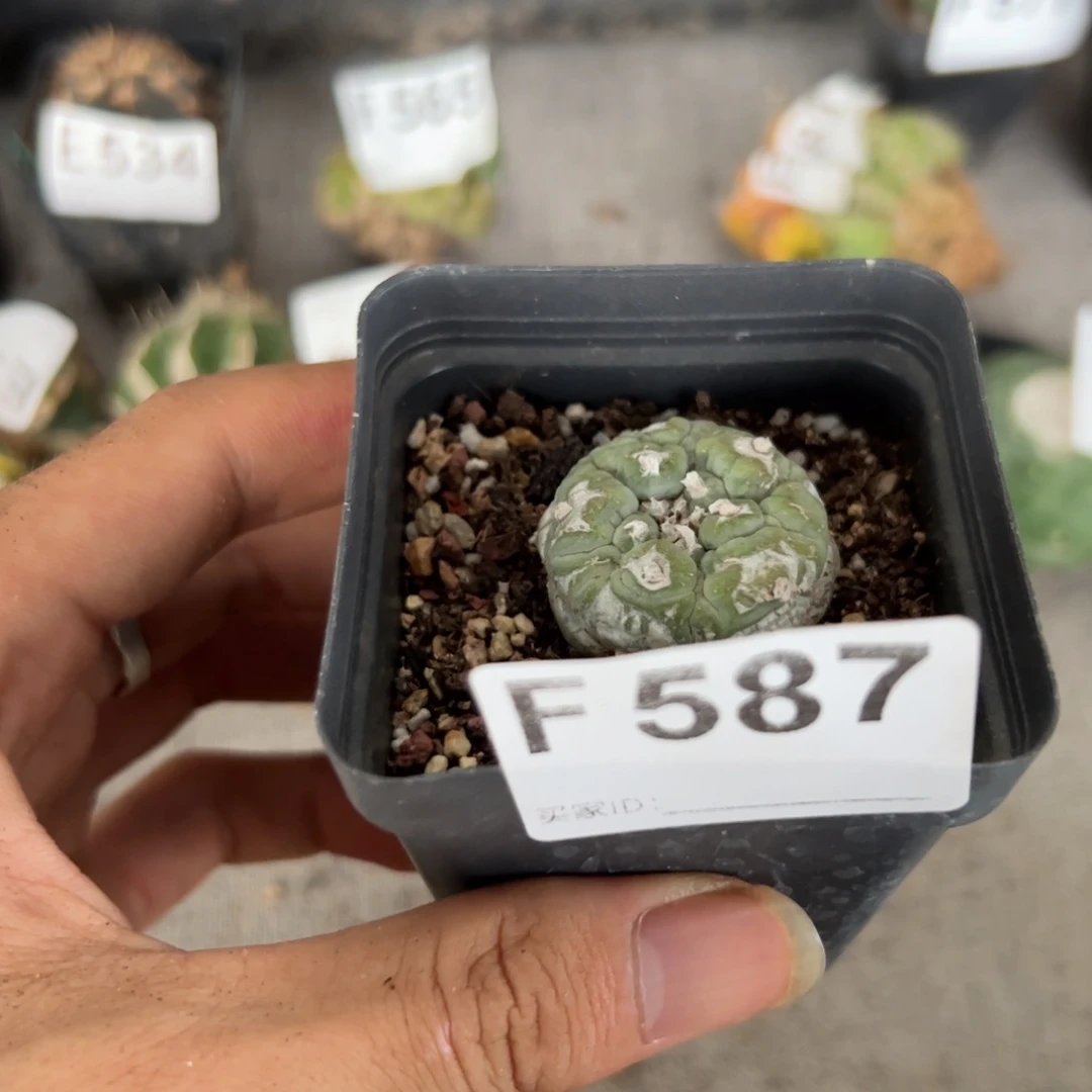 F587自根古田一颗小颗涨价前福利土