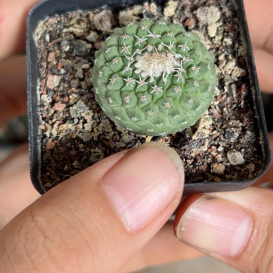 G318实生小颗菊水缀化一颗