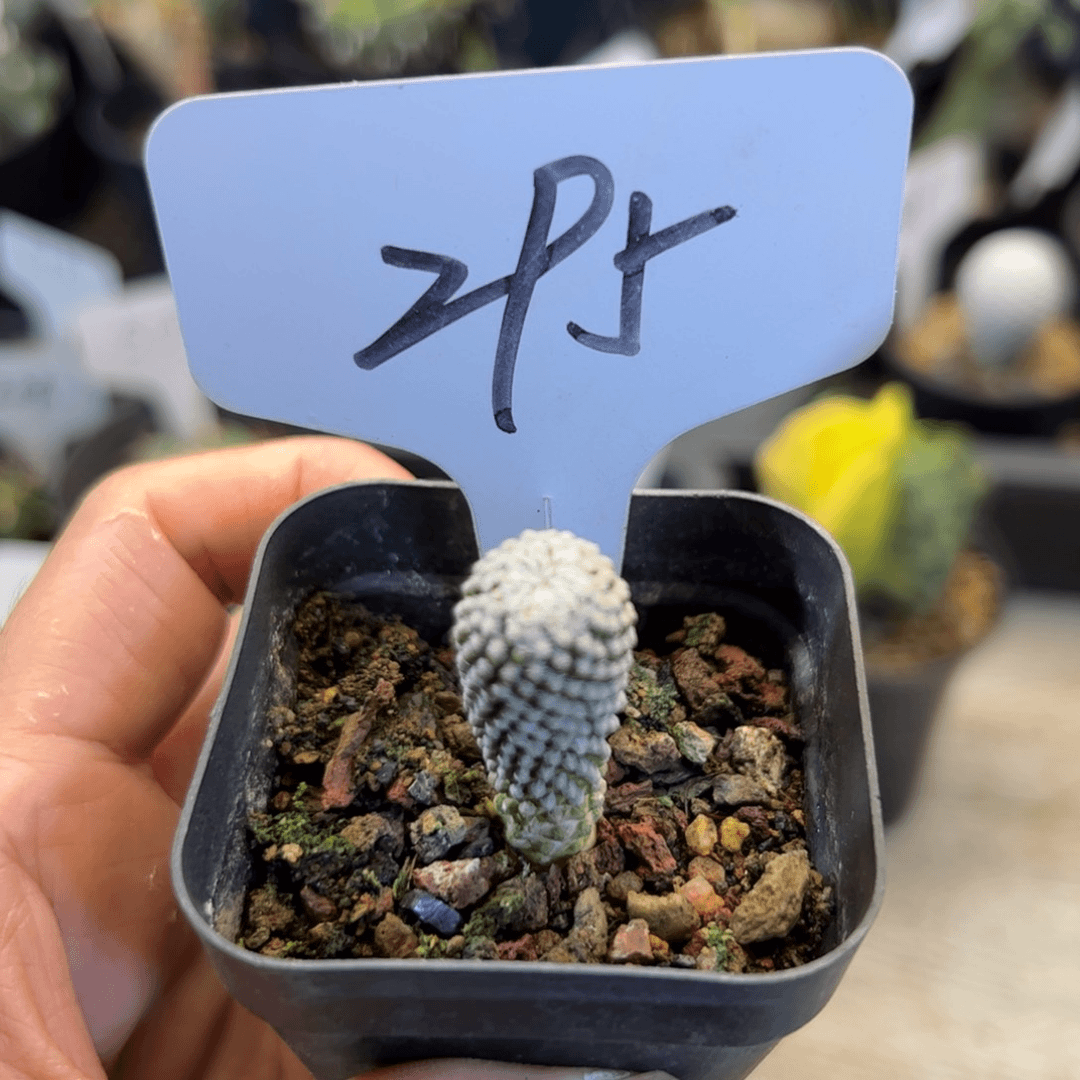 295 实生银牡丹