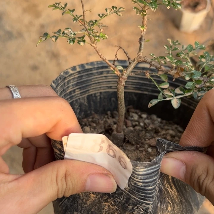 J866实生列加漆树一颗