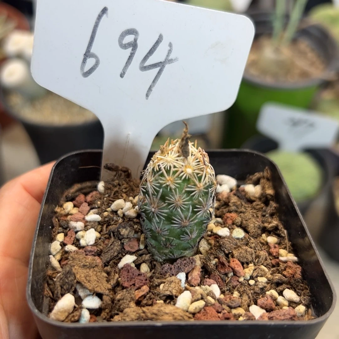 694 实生紫王子。