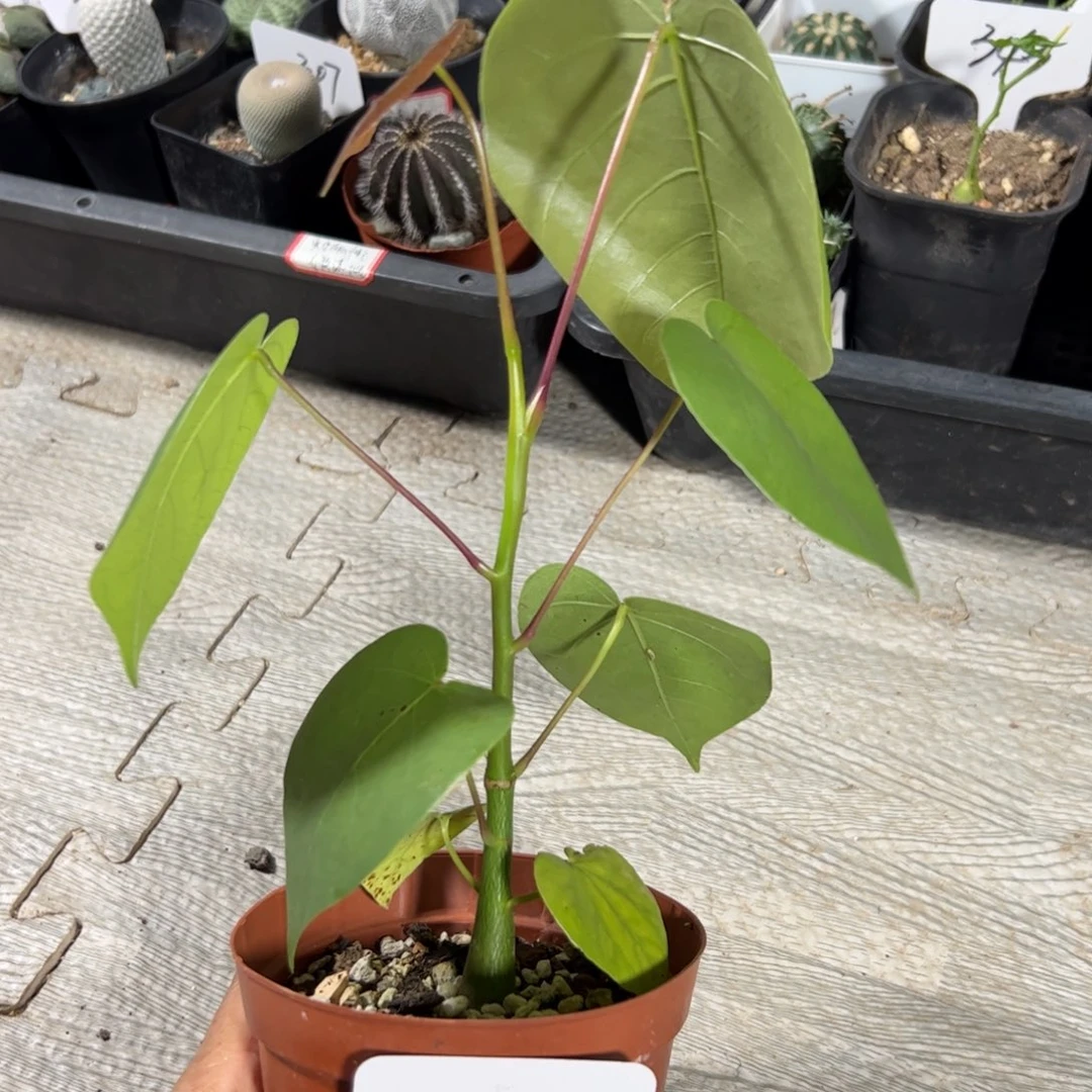 313 实生龟甲木棉