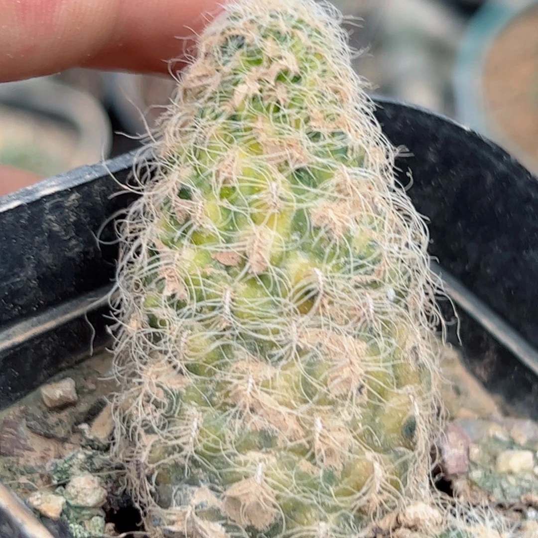 G291圣利斯锦一颗自根